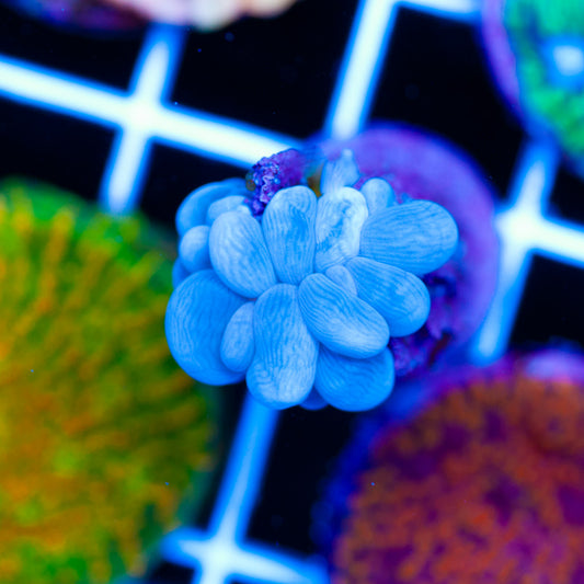 Auction Baby ORA Bubble Coral