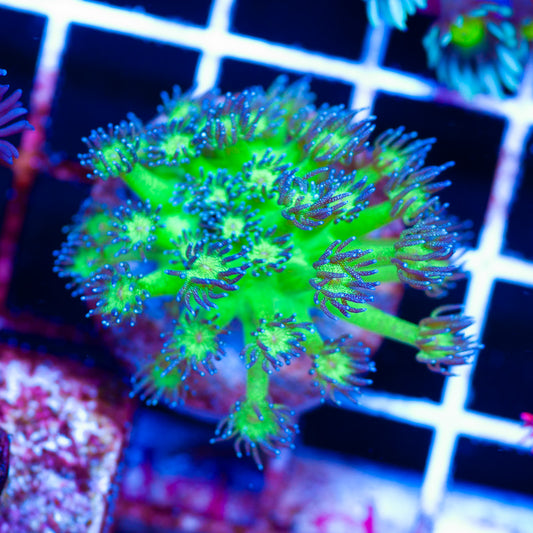 Gitterbomb Goniopora