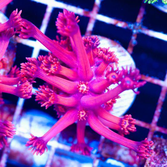 ORA Red Goniopora