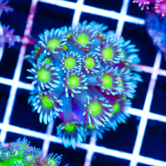 Osaka Sun Goniopora