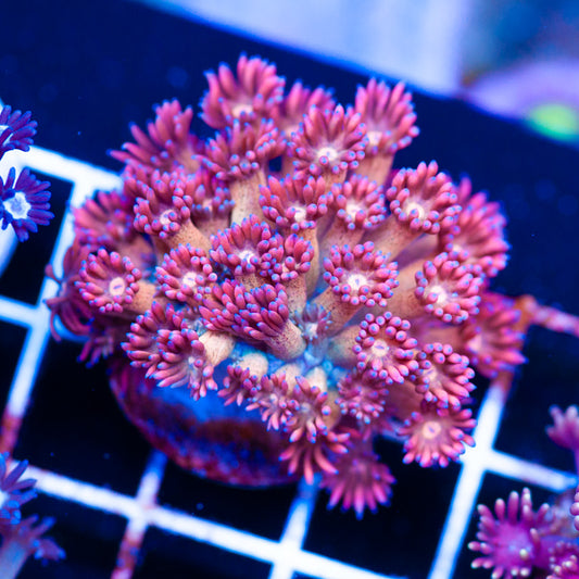 Wards Mandarin Goniopora