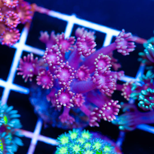 Hellfire Goniopora