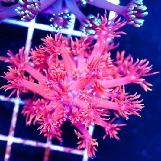 Jaes Atomic Balls Goniopora