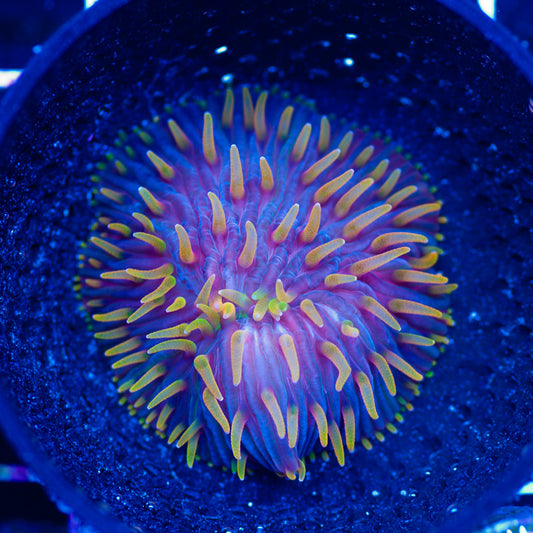 CC Flame Tip Diaseris Plate #2