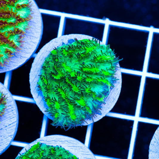 JF Limelight Plating Hydnophora