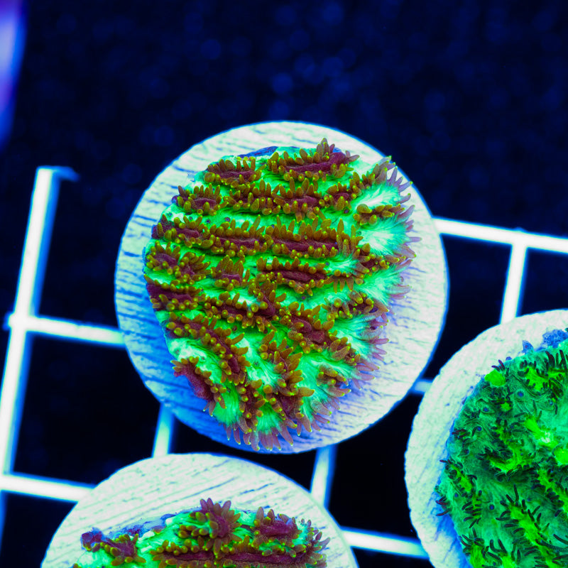 CC Golden Jet Plating Hydnophora