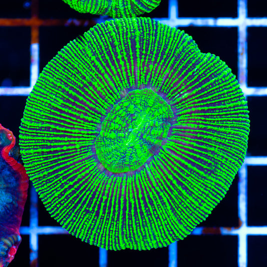 Awesome Aussie Trachyphyllia #1