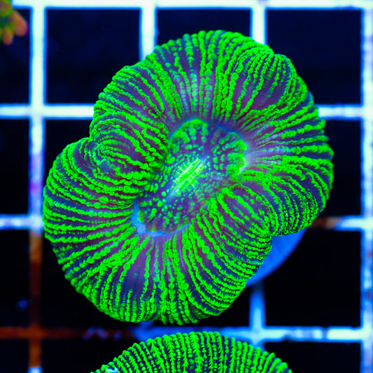 Awesome Aussie Trachyphyllia #2