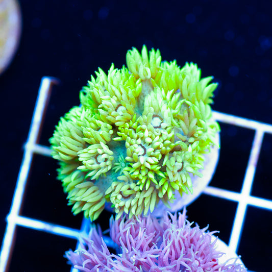 Lemon Lime Goniopora