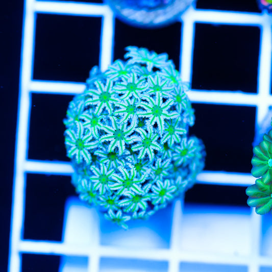 Lazys Daisies Pipe Organ