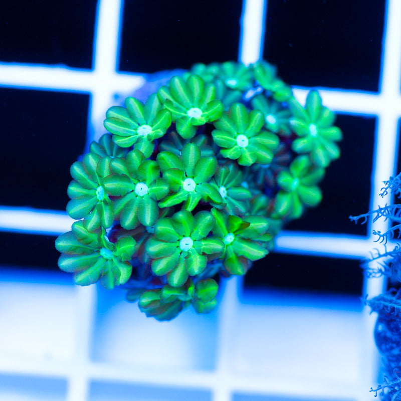 Nuclear Green Pipe Organ