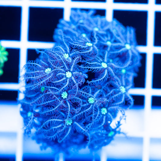 Snowflake Pipe Organ