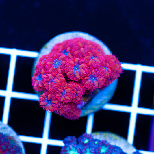 Auction Blue Raven Blasto Merletti