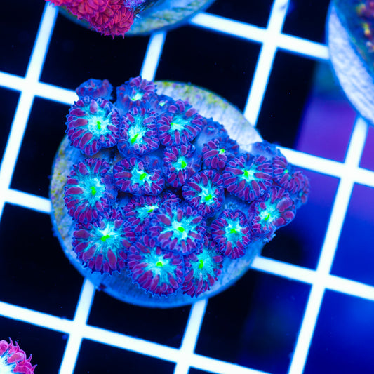 Auction Bright Eye Blasto Merletti