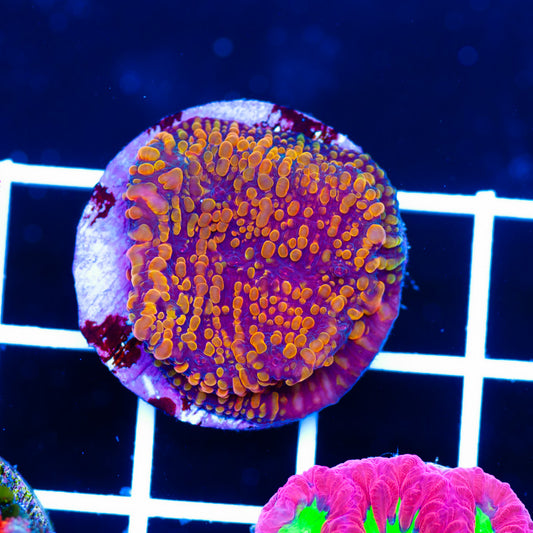 Auction CC Cloudberries