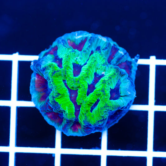 Auction CC Ice Age Maze