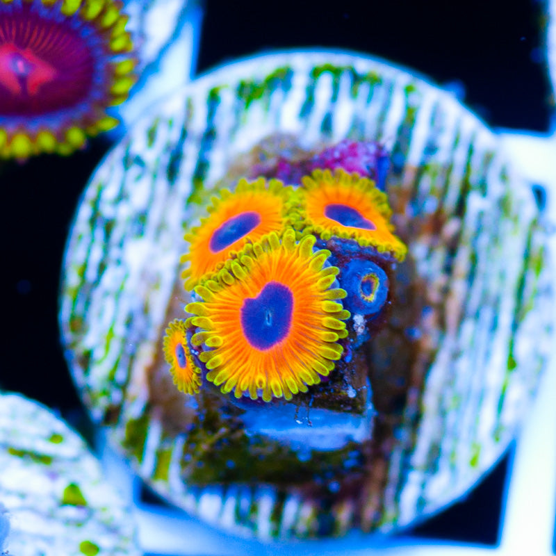 Auction Great Owls #1