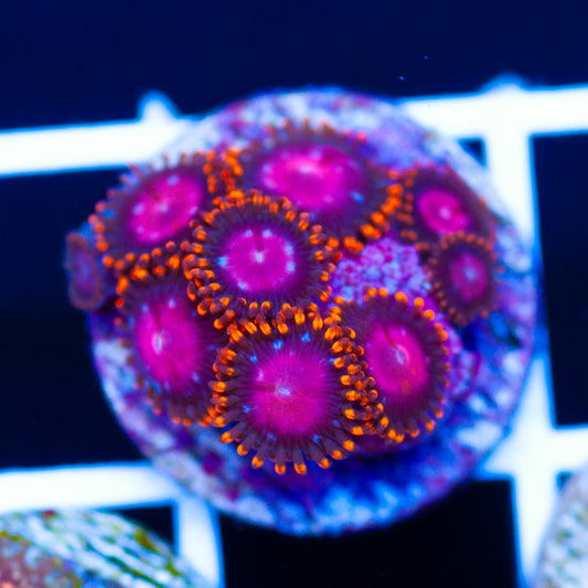 Auction KH Sunbursts