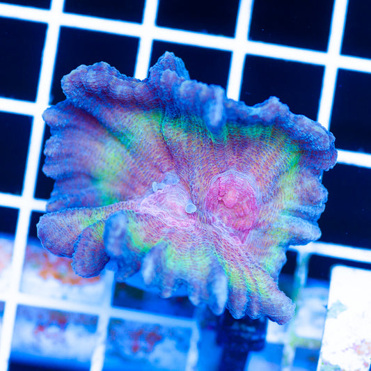 Auction Rainbow Pectinia