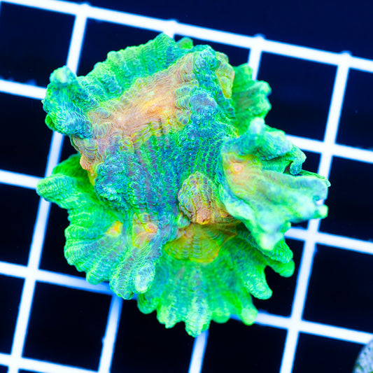 Auction Space Invader Pectinia