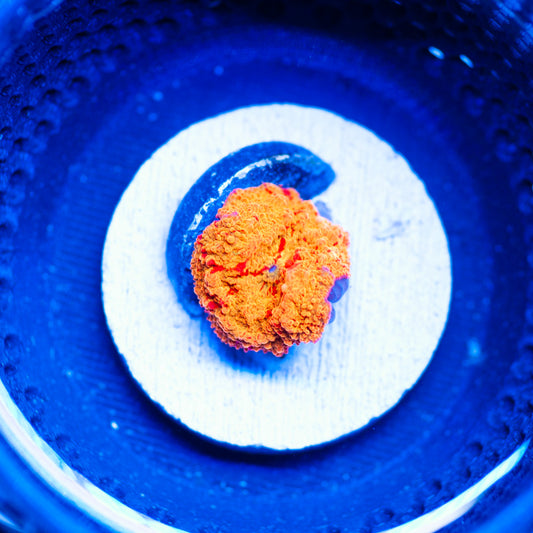 Auction Jawbreaker Disco #1