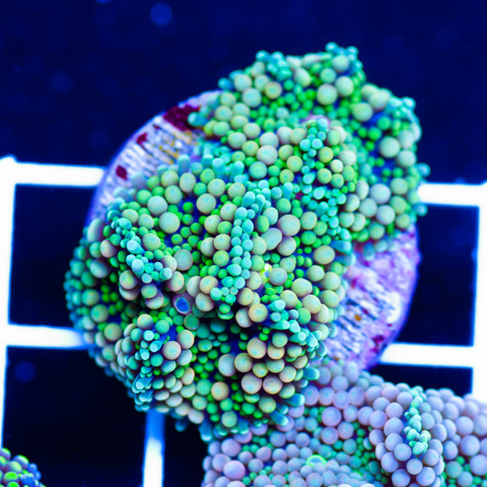 Florida Ricordea #10