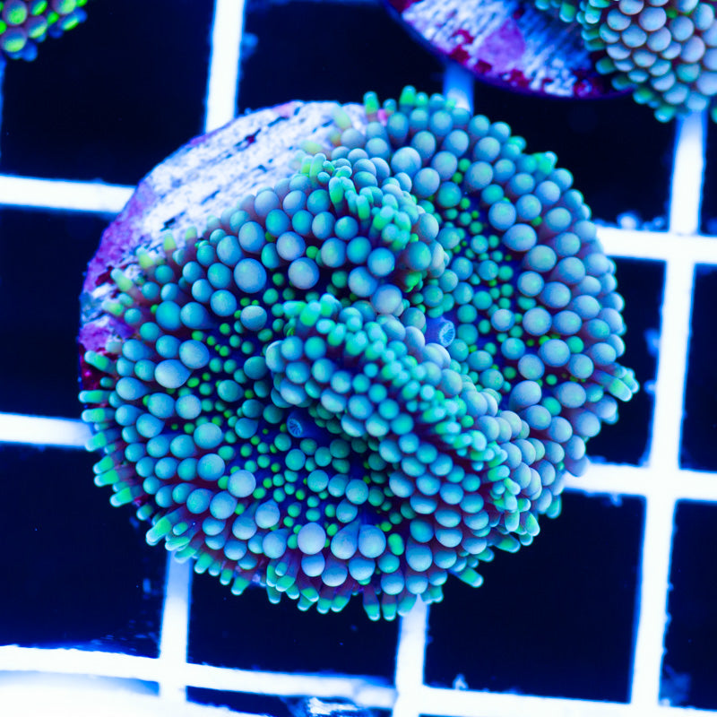 Florida Ricordea #12