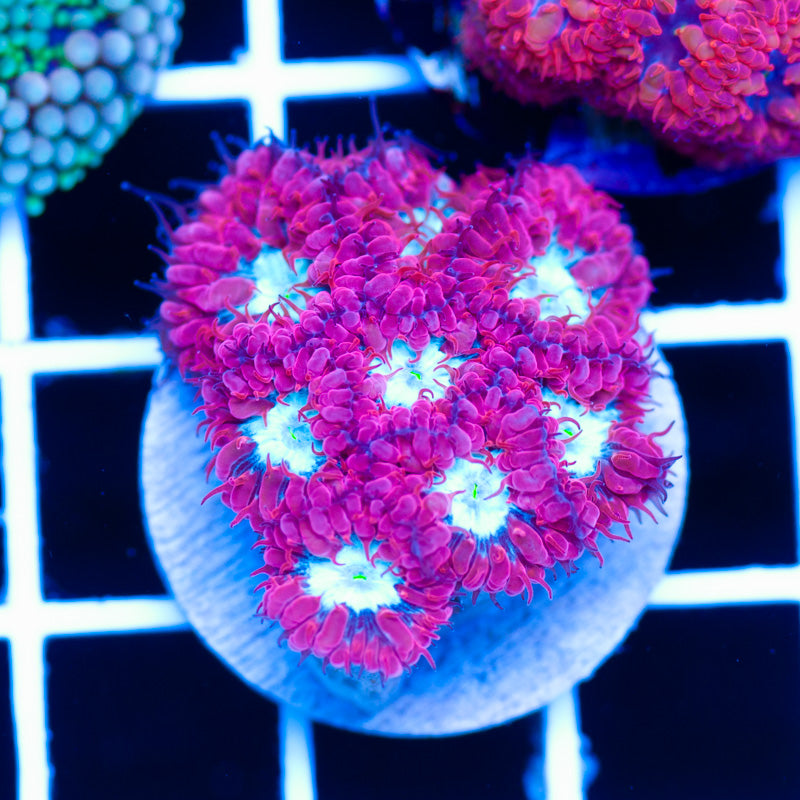 CC Fire and Ice Blastomussa Merletti