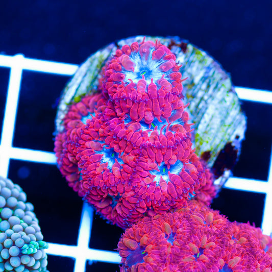 CC Blue Raven Blastomussa Merletti V2