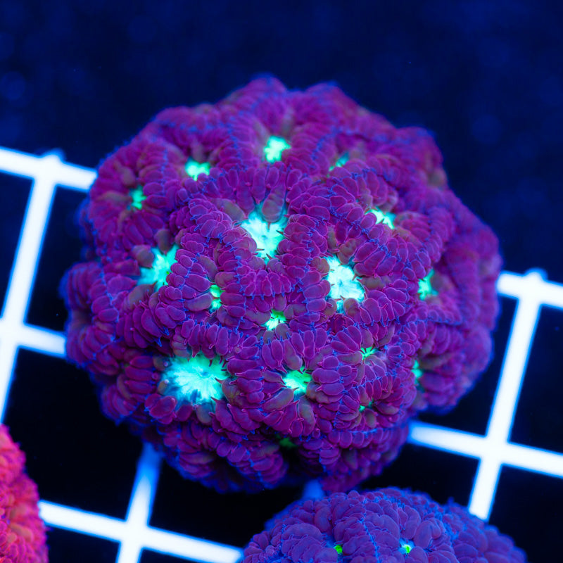 CC Brighteye Blastomussa Merletti