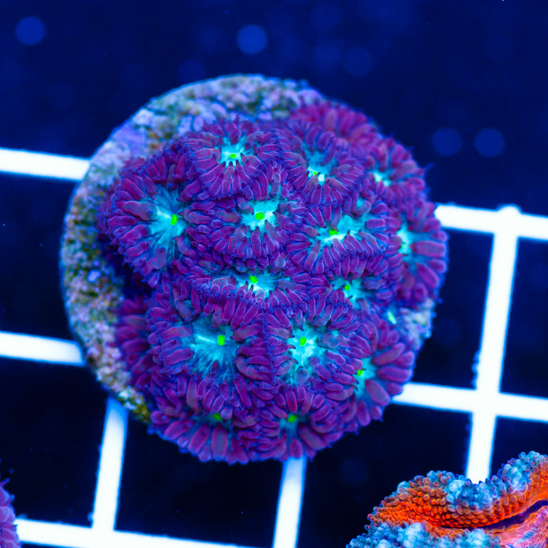 CC Purple People Eater Blastomussa Merletti