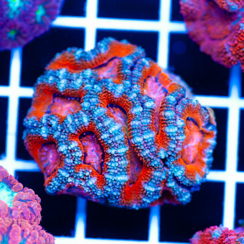 Aussie Acan #1