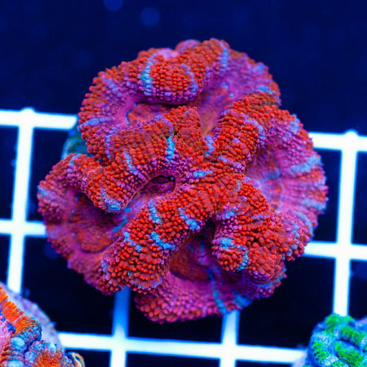 Aussie Acan #3