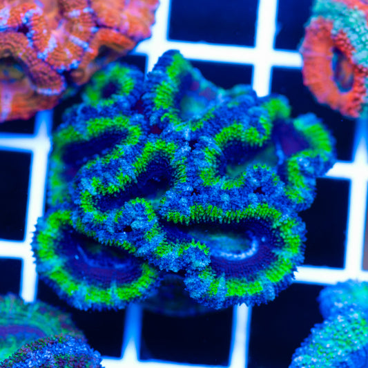 Aussie Acan #5