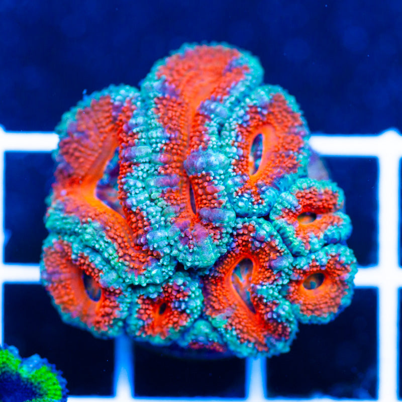 Aussie Acan #8