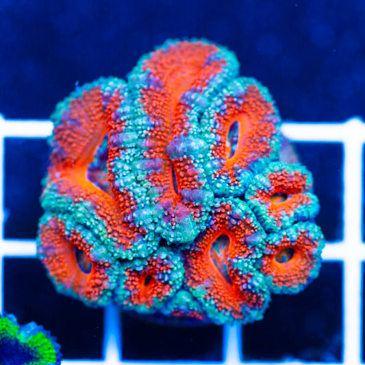 Aussie Acan #8