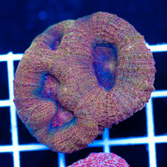 Awesome Aussie Bowerbanki #2