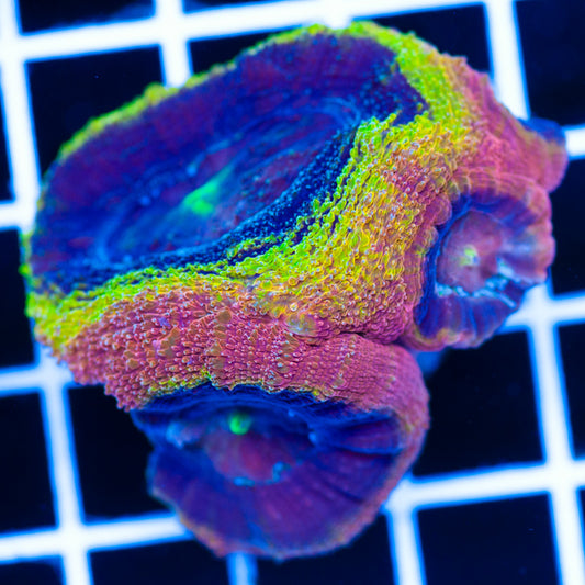 Tims Clown Shoe Bowerbanki #2