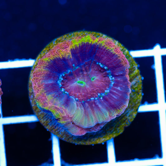 Tims Clown Shoe Bowerbanki #1