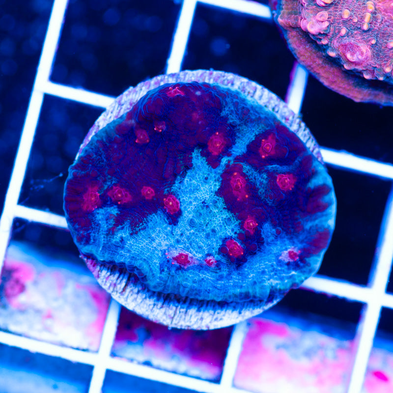 JF Red Hellspawn Chalice