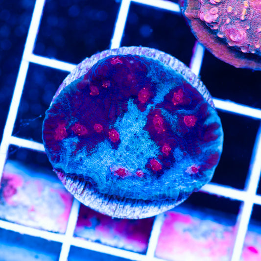 JF Red Hellspawn Chalice