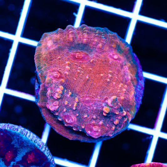 CC Cherries Jubilee Chalice