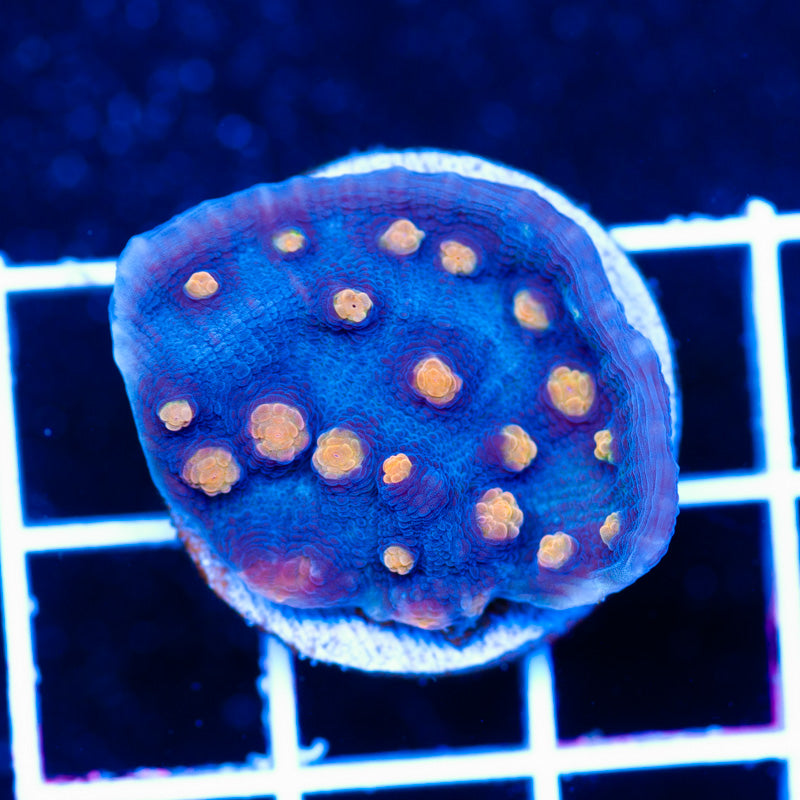 JF Halloween Chalice