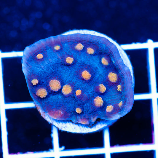 JF Halloween Chalice