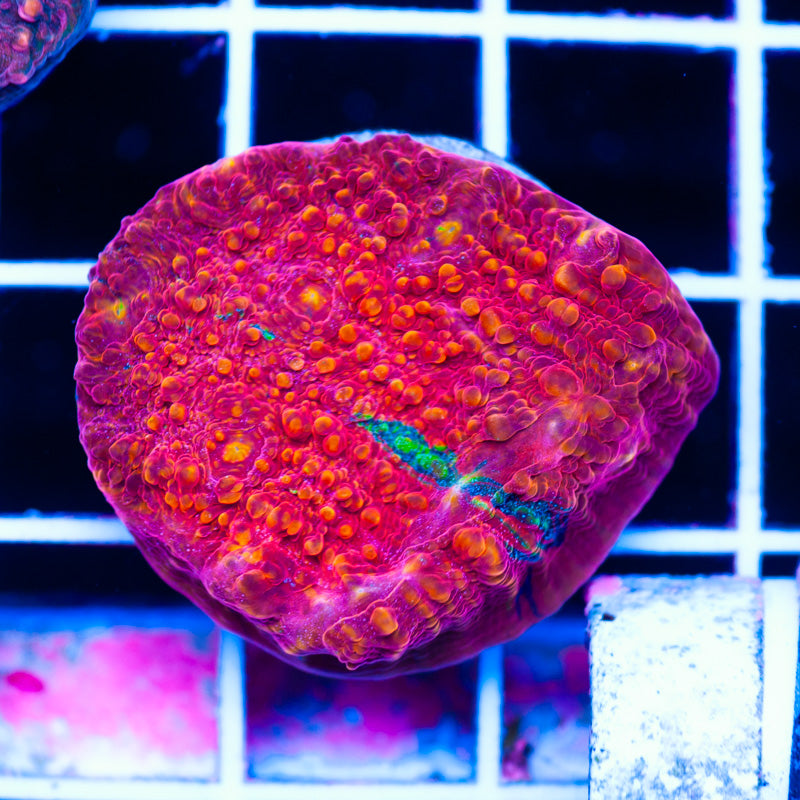 Trops Overdose Chalice