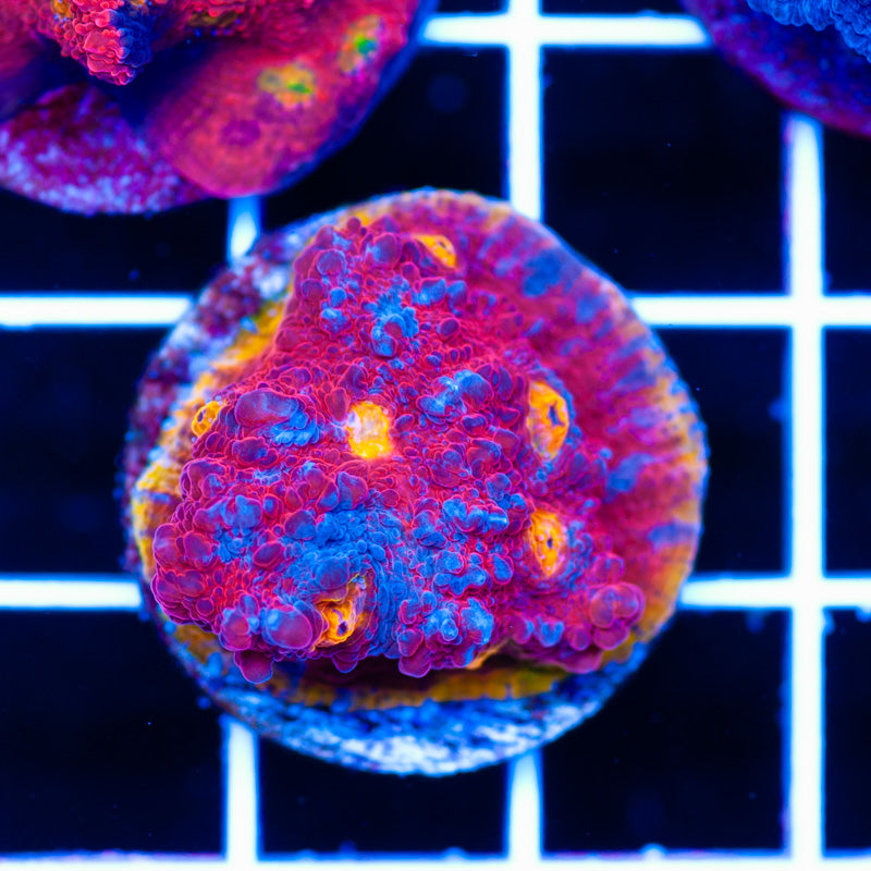 BPC Flamethrower Chalice