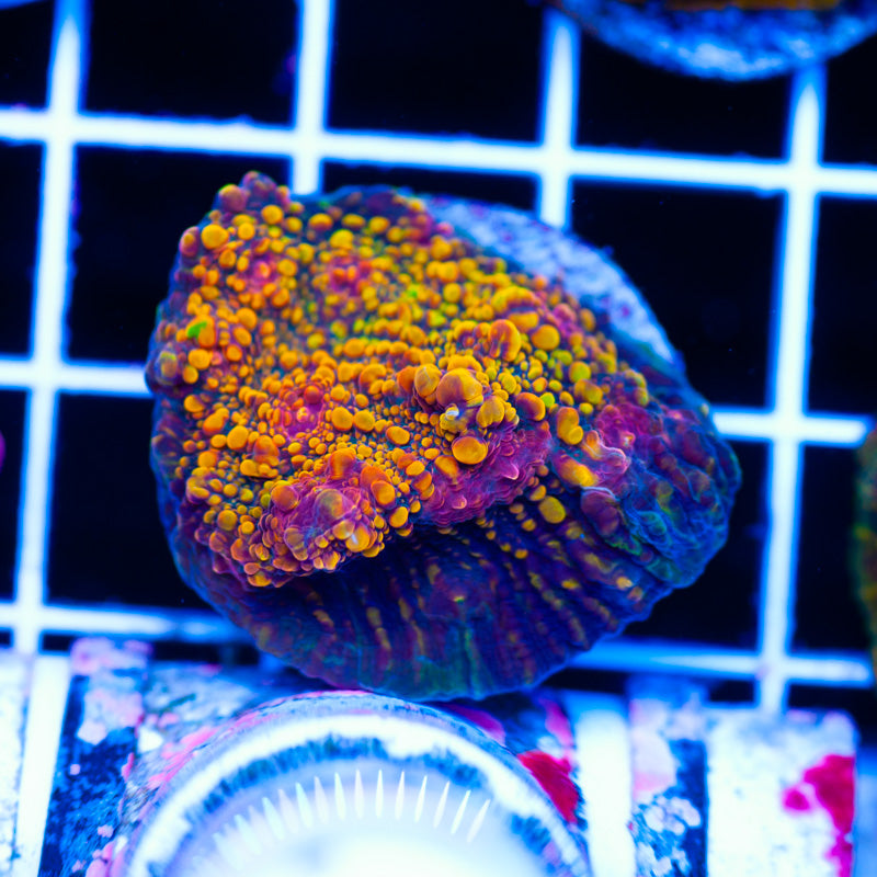 OG Jimmies Orange Sherbert Chalice