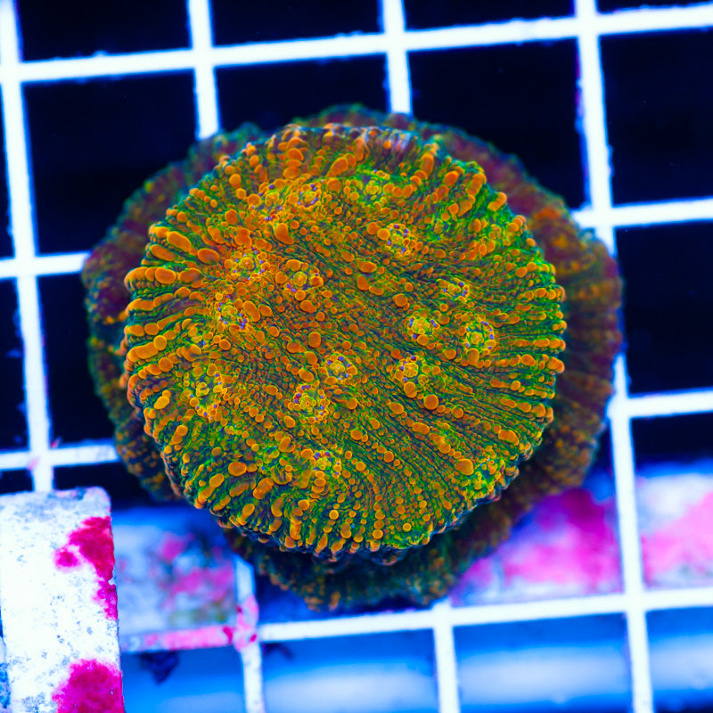 WWC Stellaria Chalice