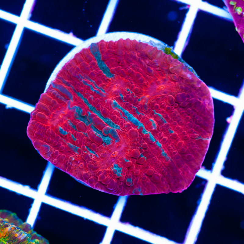 Tonys Shark Attack Chalice