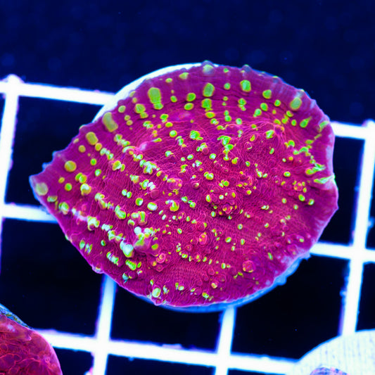 JF Goldmeister Chalice